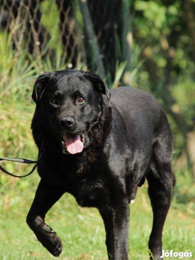 Labrador retriever jellegű Artur gazdát keres