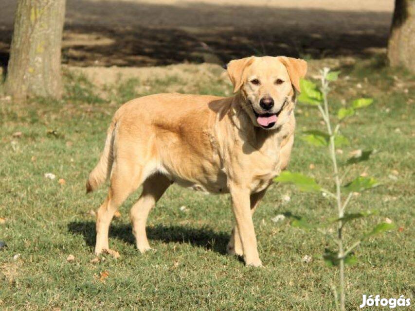 Labrador retriever jellegű Bella gazdát keres