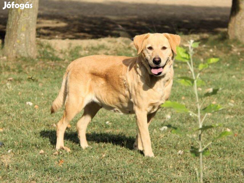 Labrador retriever jellegű Bella gazdát keres