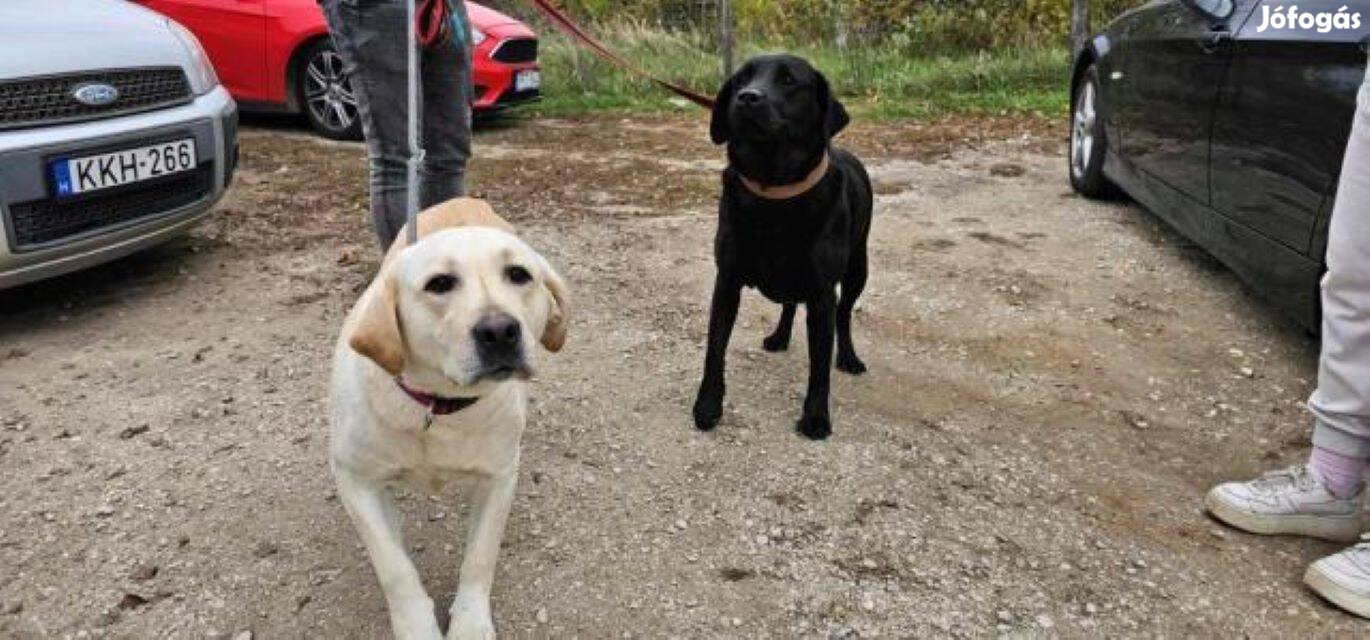 Labrador retriever jellegű Bélly gazdát keres