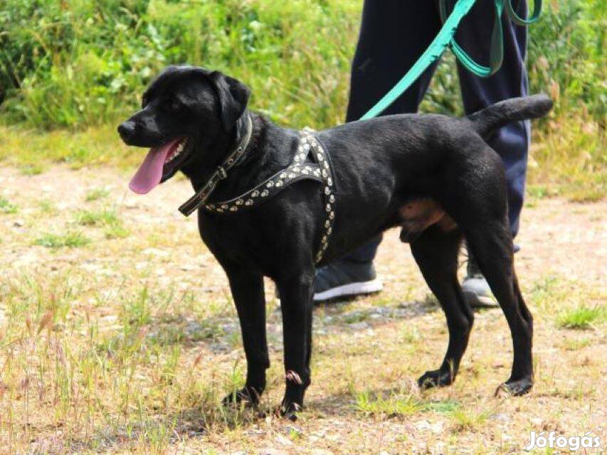 Labrador retriever jellegű Bolha gazdát keres