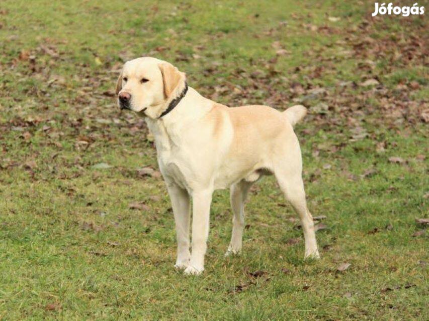 Labrador retriever jellegű Bonifác gazdát keres