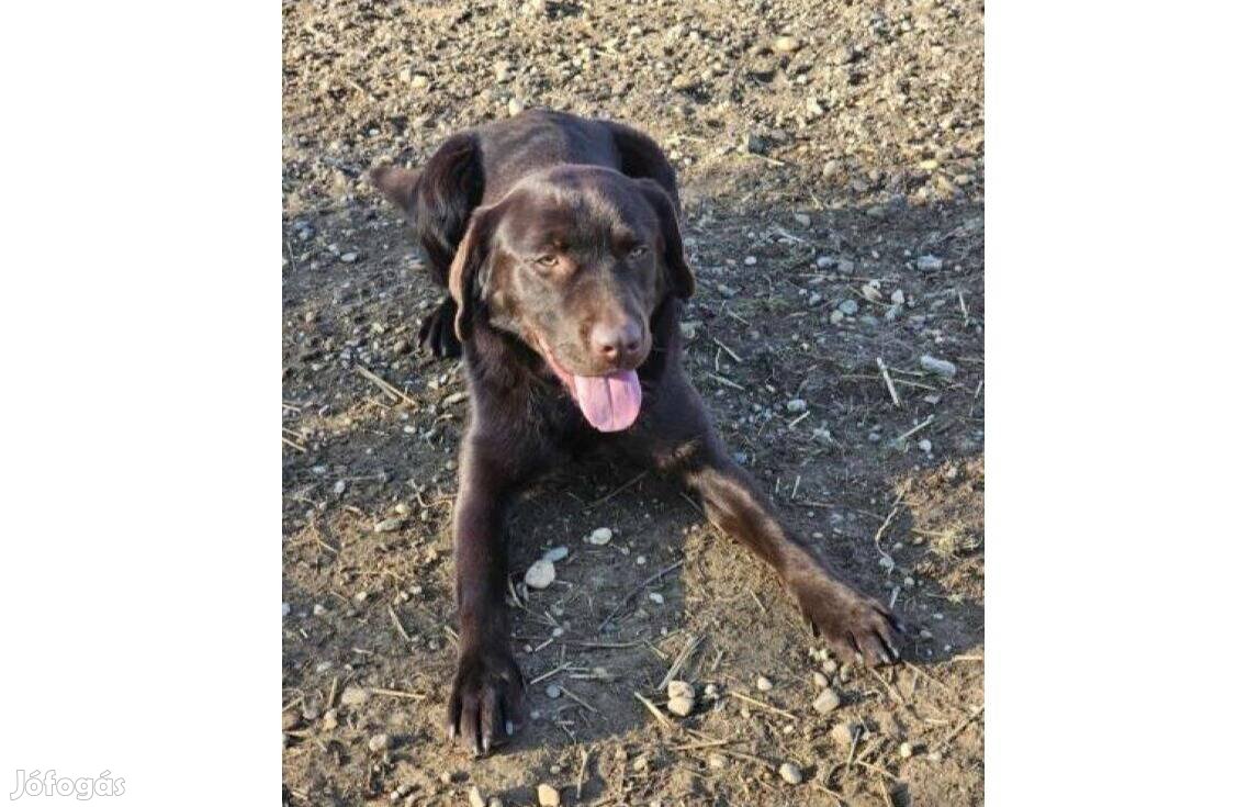 Labrador retriever jellegű Bruno gazdát keres