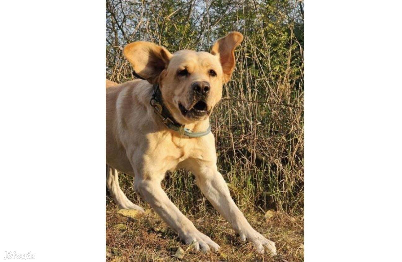 Labrador retriever jellegű Castor gazdát keres