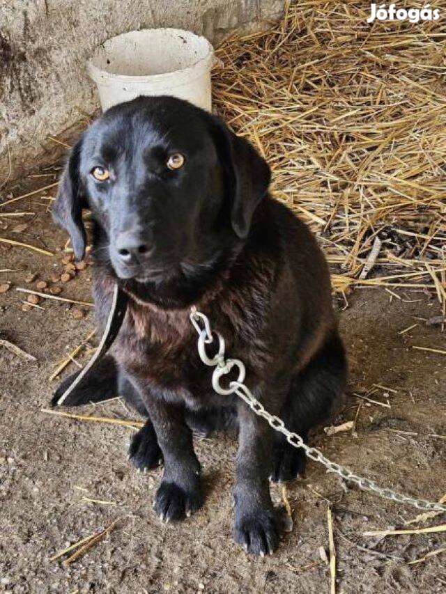 Labrador retriever jellegű Cora gazdát keres
