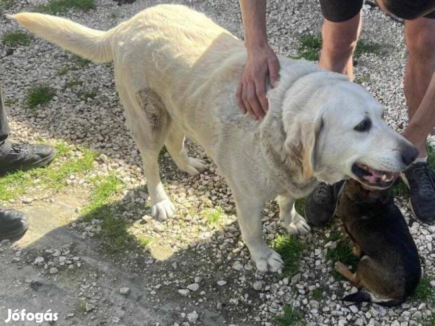 Labrador retriever jellegű Fóka gazdát keres