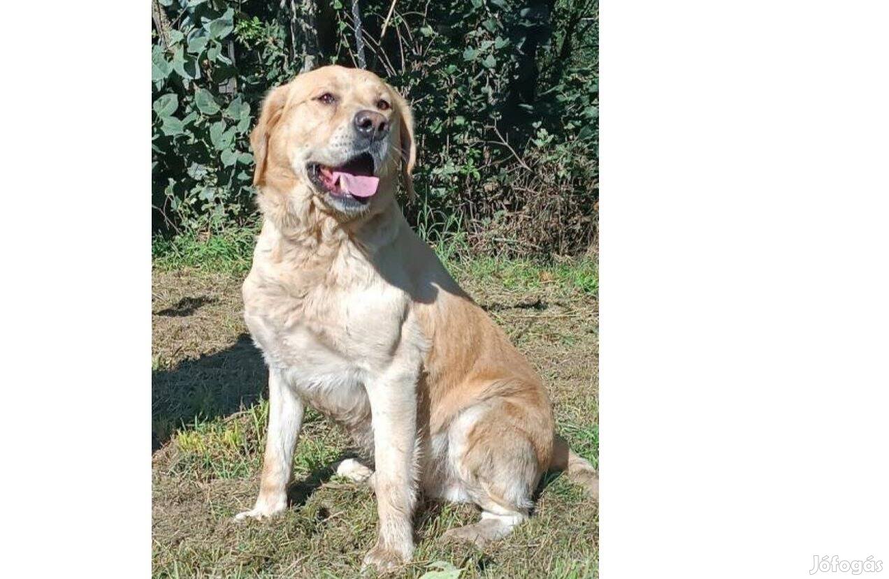 Labrador retriever jellegű Garfield gazdát keres