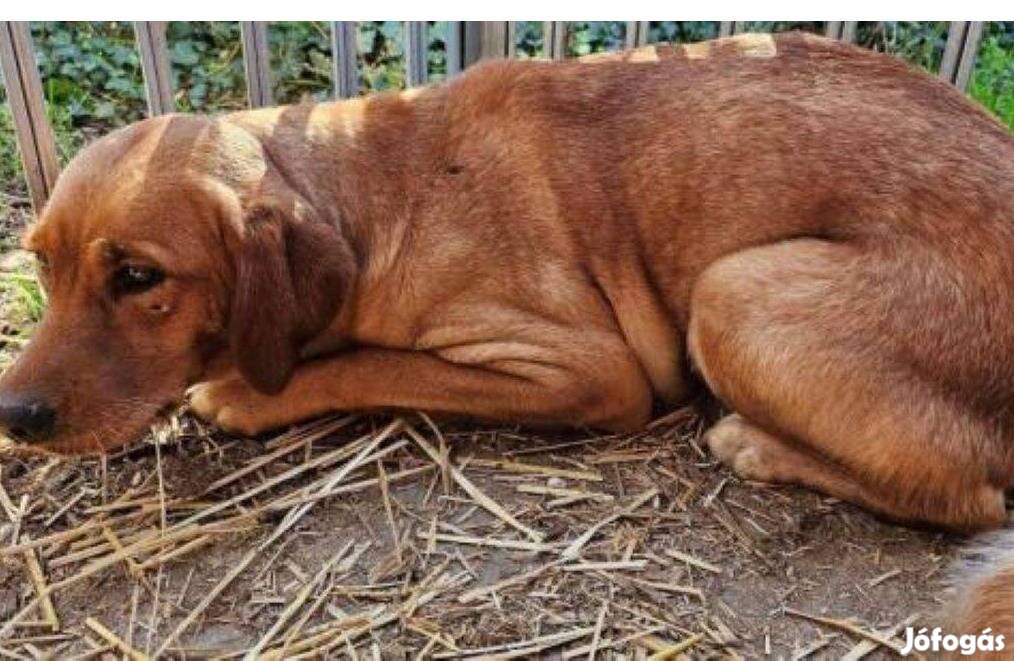 Labrador retriever jellegű Gin gazdát keres