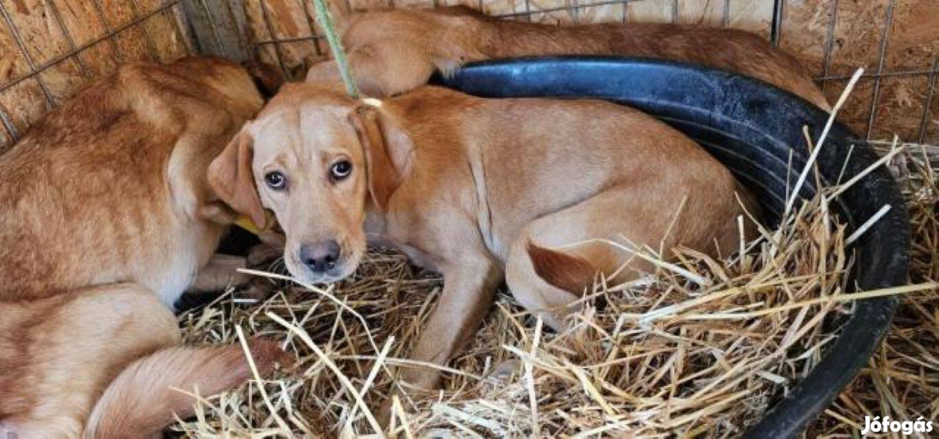 Labrador retriever jellegű Lillet gazdát keres