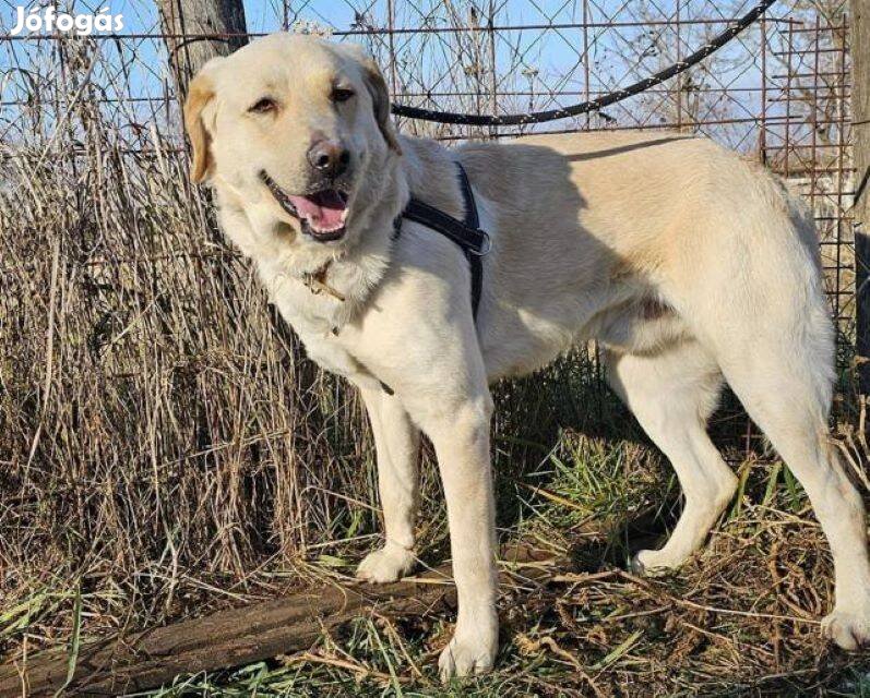 Labrador retriever jellegű Max gazdát keres