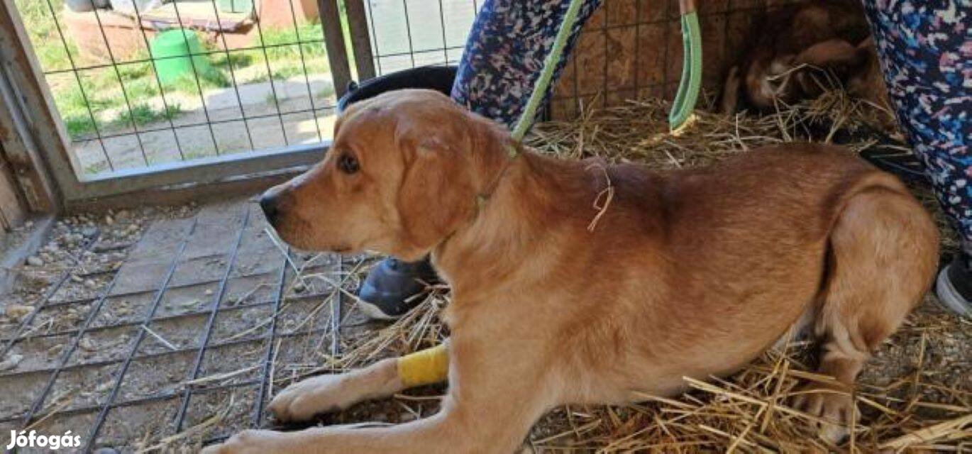 Labrador retriever jellegű Ouzo gazdát keres