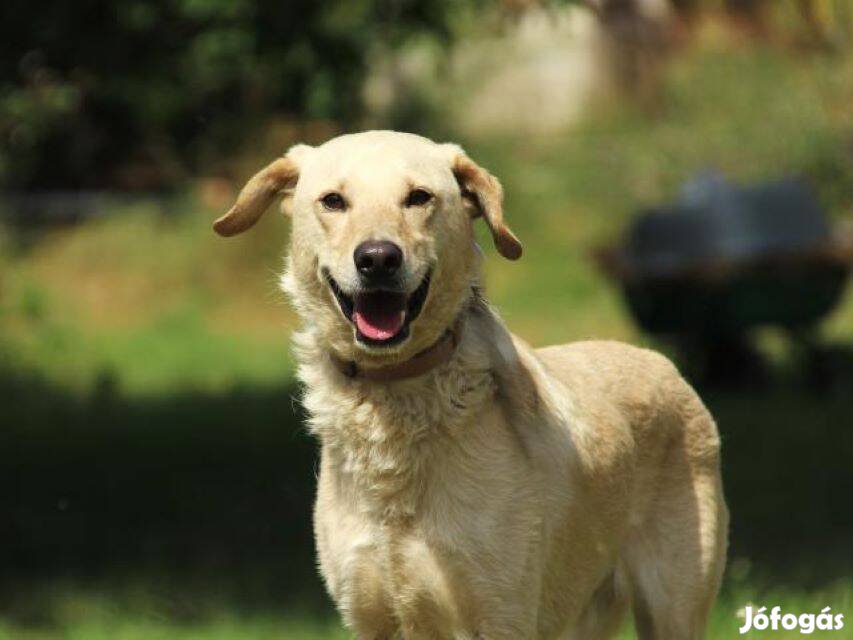 Labrador retriever jellegű Peti gazdát keres