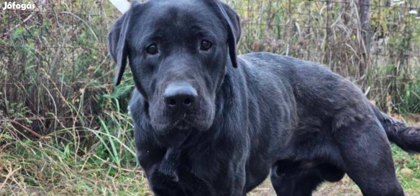 Labrador retriever jellegű Rocky gazdát keres