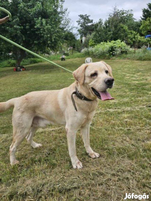 Labrador retriever jellegű Roni gazdát keres