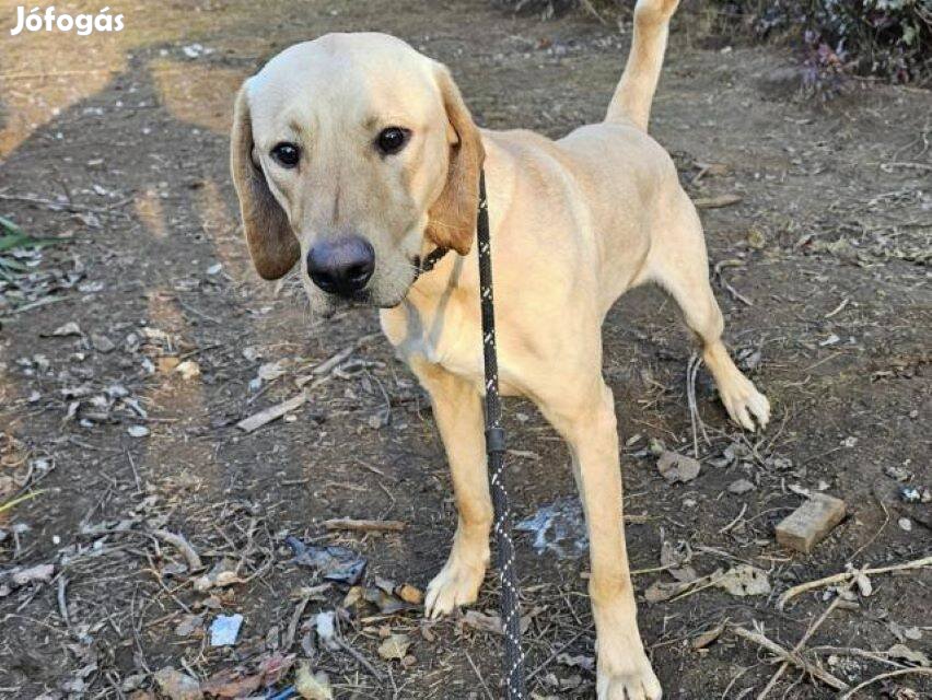 Labrador retriever keverék Bambi gazdát keres