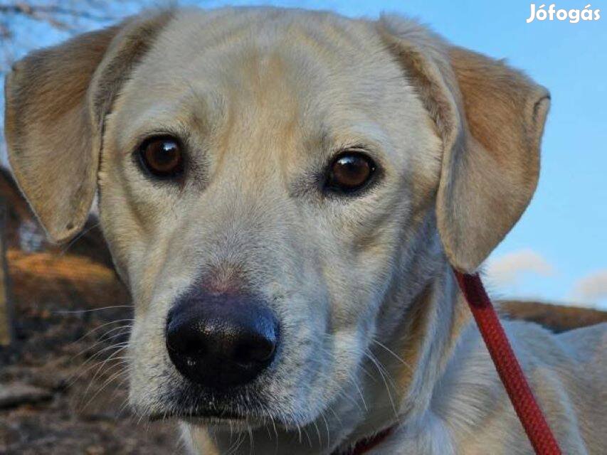 Labrador retriever keverék Walle gazdát keres