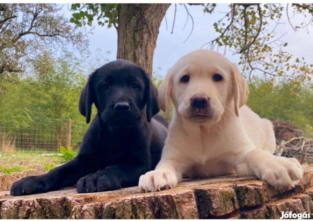 Labrador retriever kiskutyák eladók