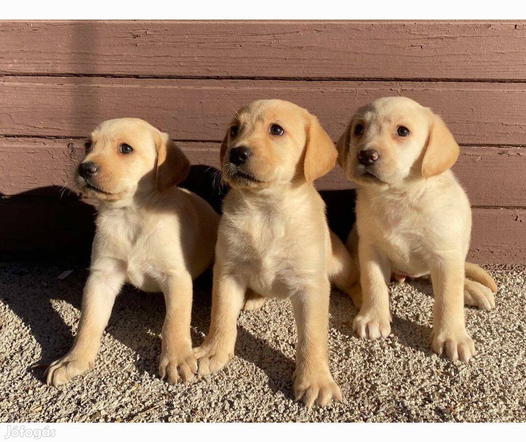 Labrador retriever kiskutyák eladók