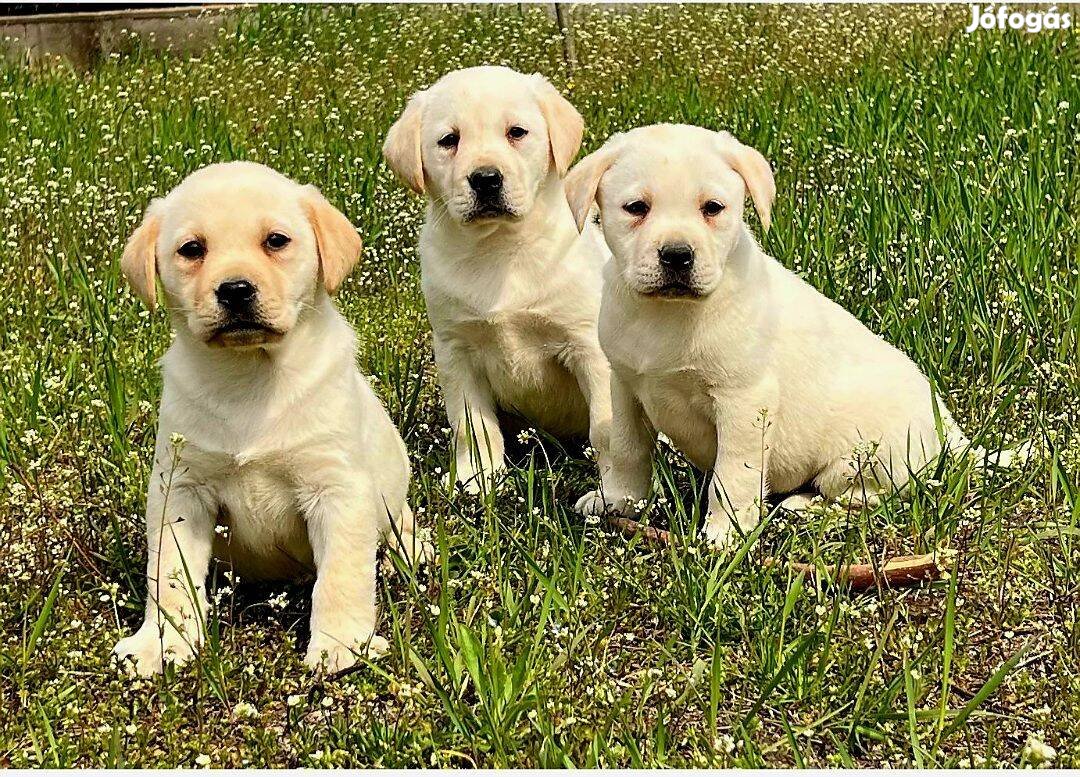 Labrador retriever kiskutyák eladók