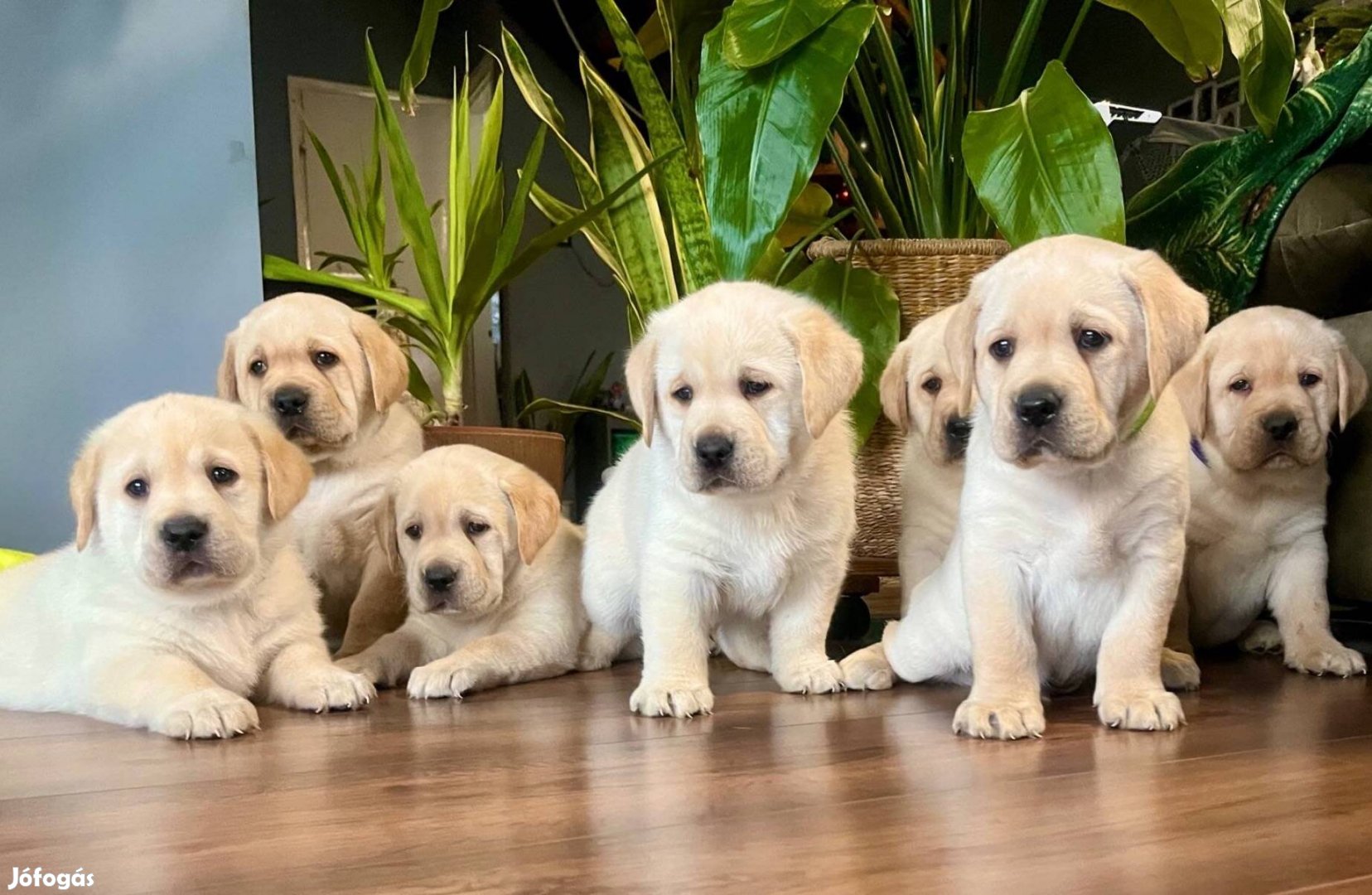 Labrador szép küllemű kiskutyák