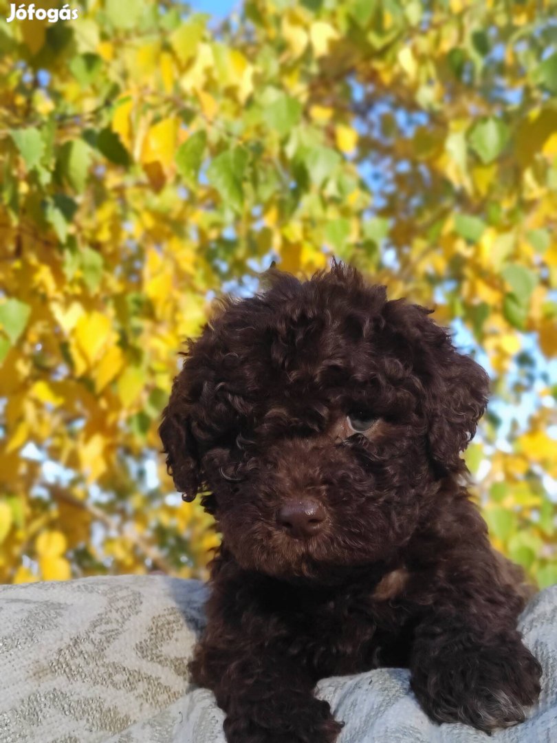 Lagotto kiskutyák eladók 