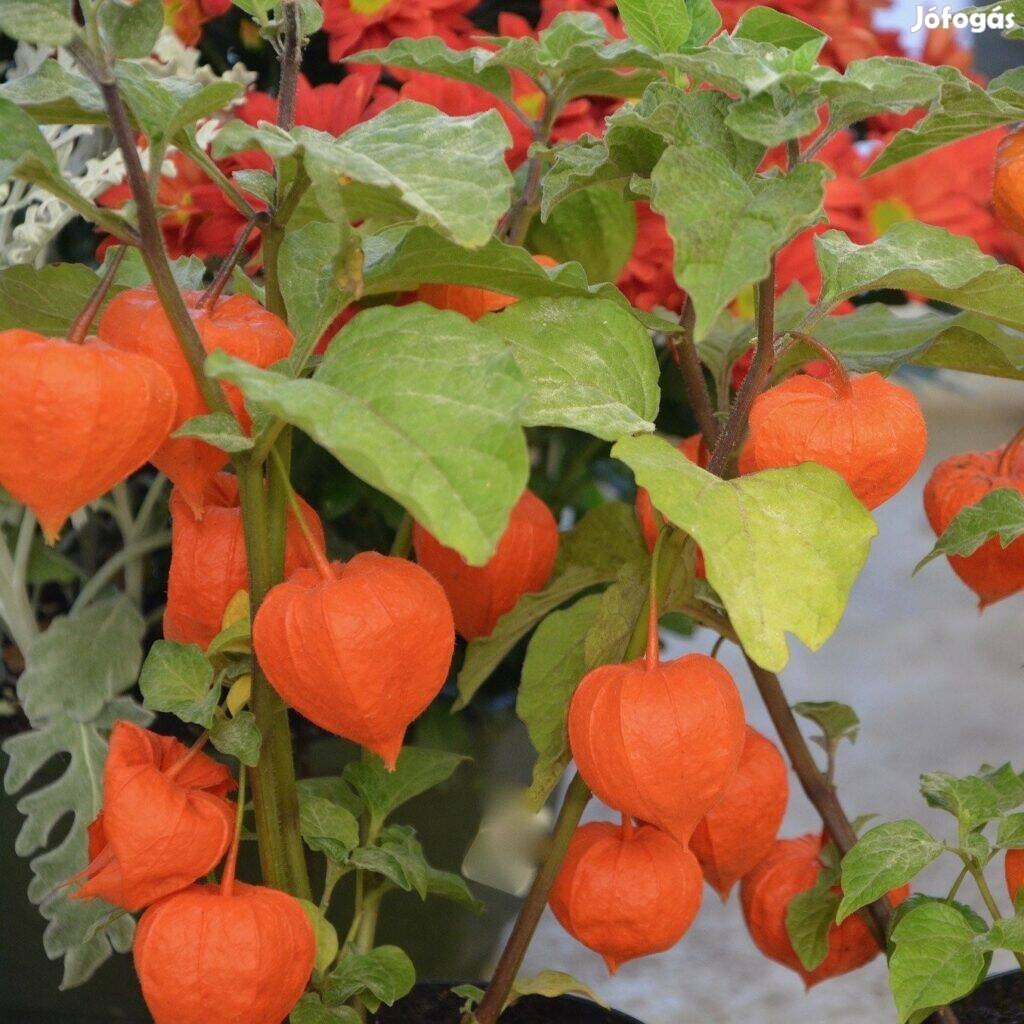 Lampionvirág Physalis tomatillo