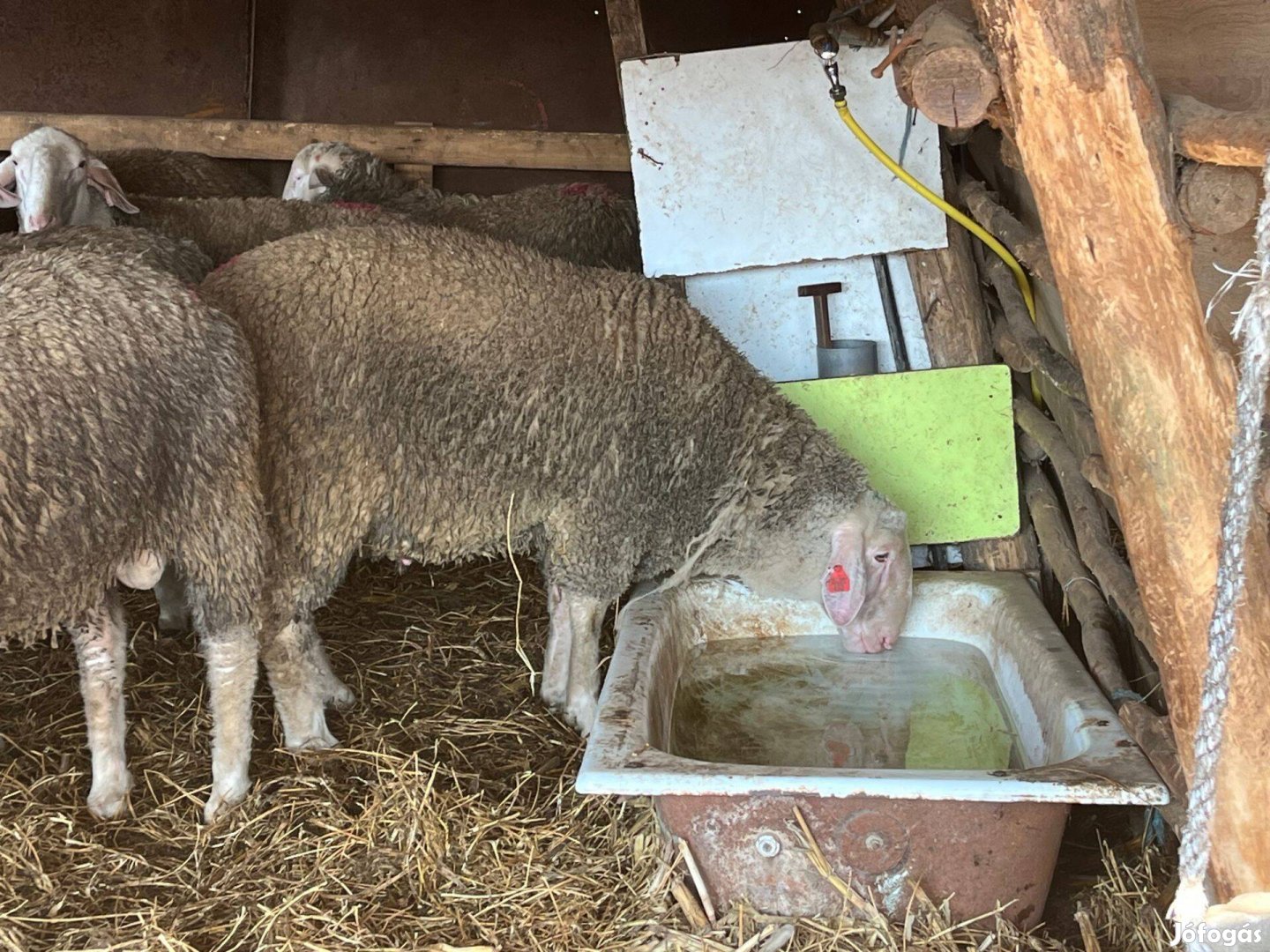 Landschaf merinó AA minősítésű 1 éves kosok 250.000,-