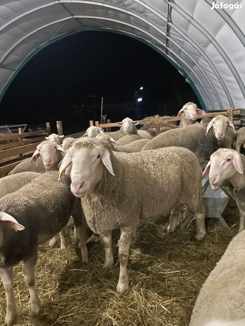 Landschaf merinó kos , Jerke eladó