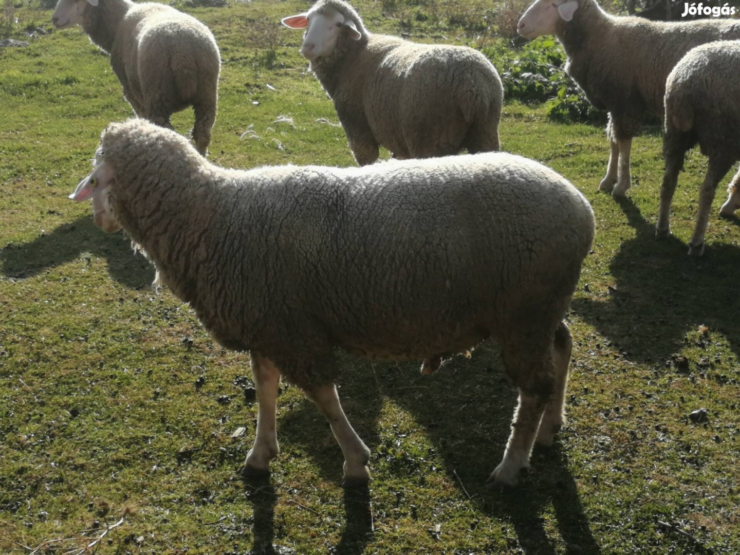 Landschaf merino kos birka