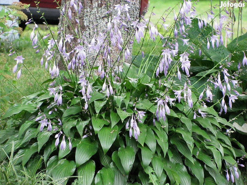 Lándzsalevelű árnyékliliom Hosta lancifolia lila virágzat