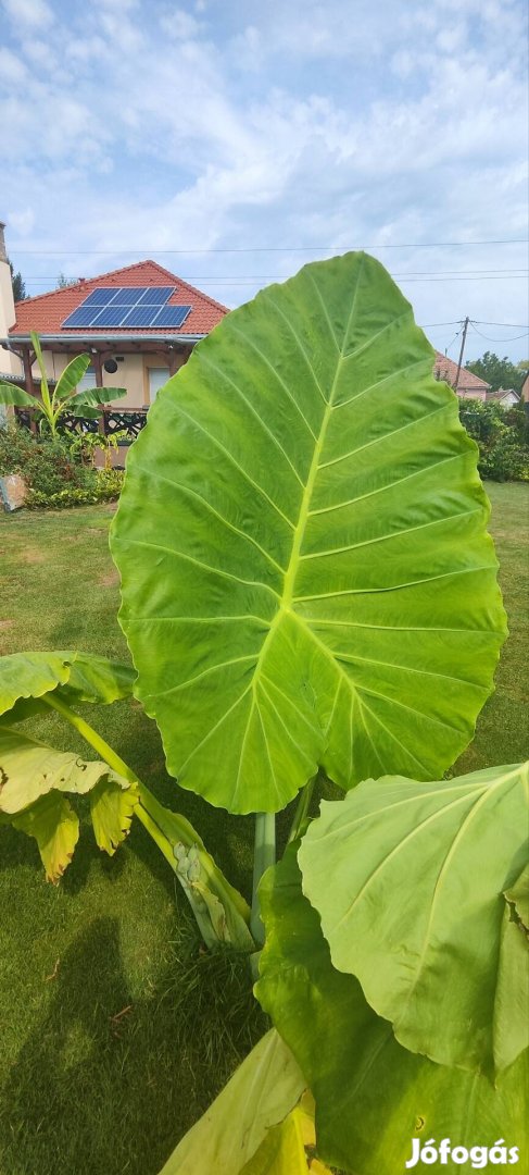 Laos Giant "Elefántfül"