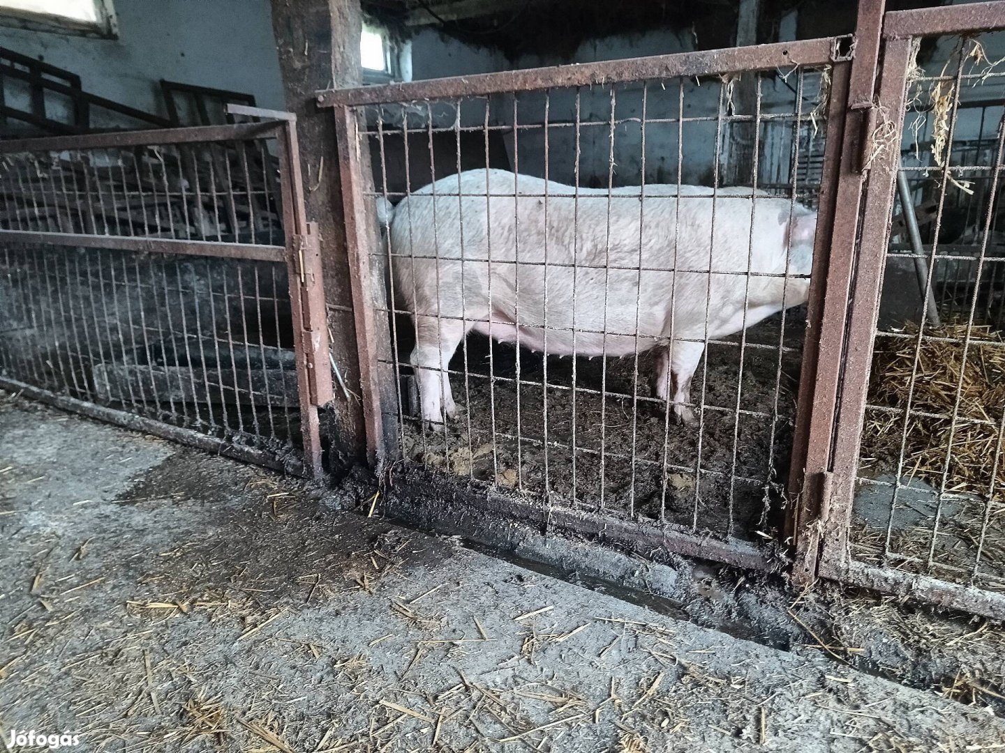 Lapály X mangalica hízó