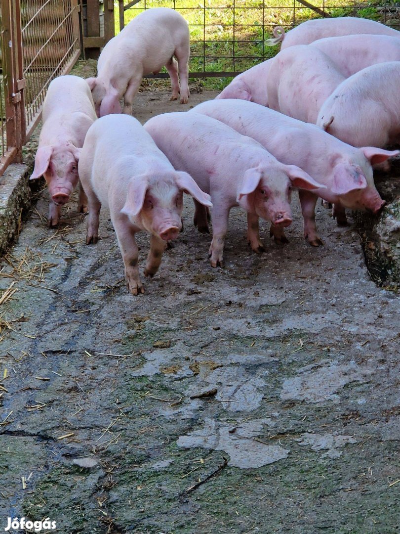 Lapály, pietrin, duroc malacok és süldök eladók