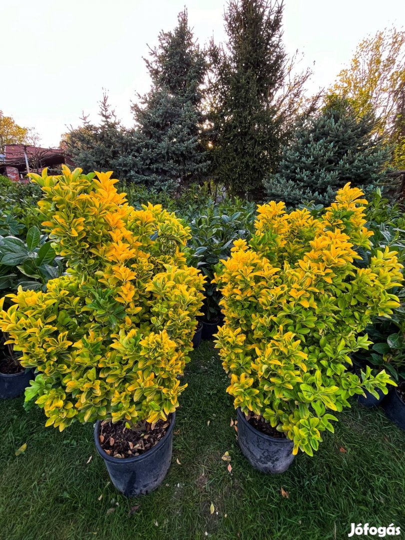 Látványos óriás kecskerágó