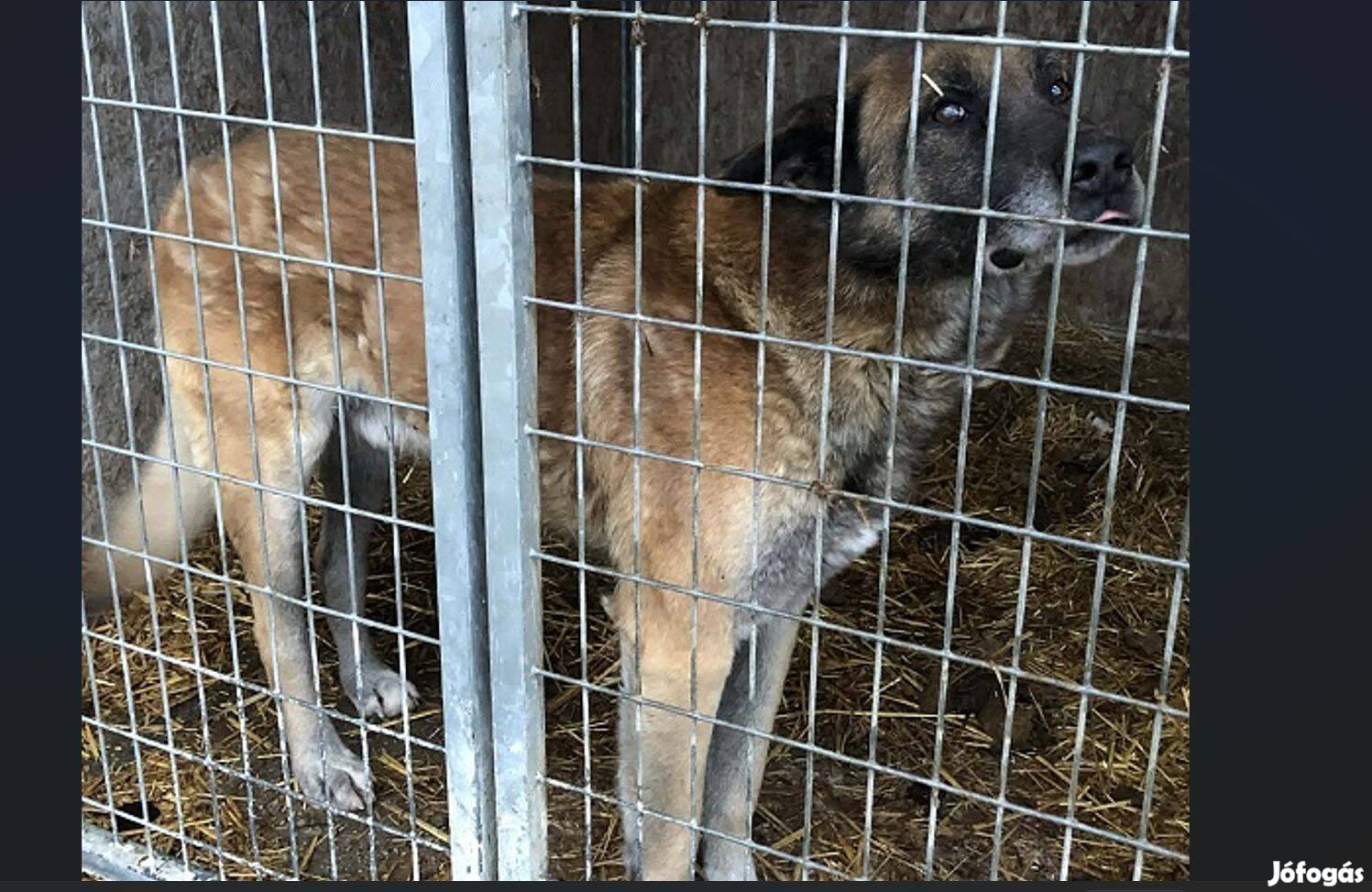 Leadott, nagytestű idős, szelíd kan kutya keres otthont