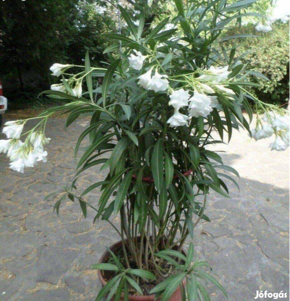 Leander 20 éves gyönyörű fehér virág