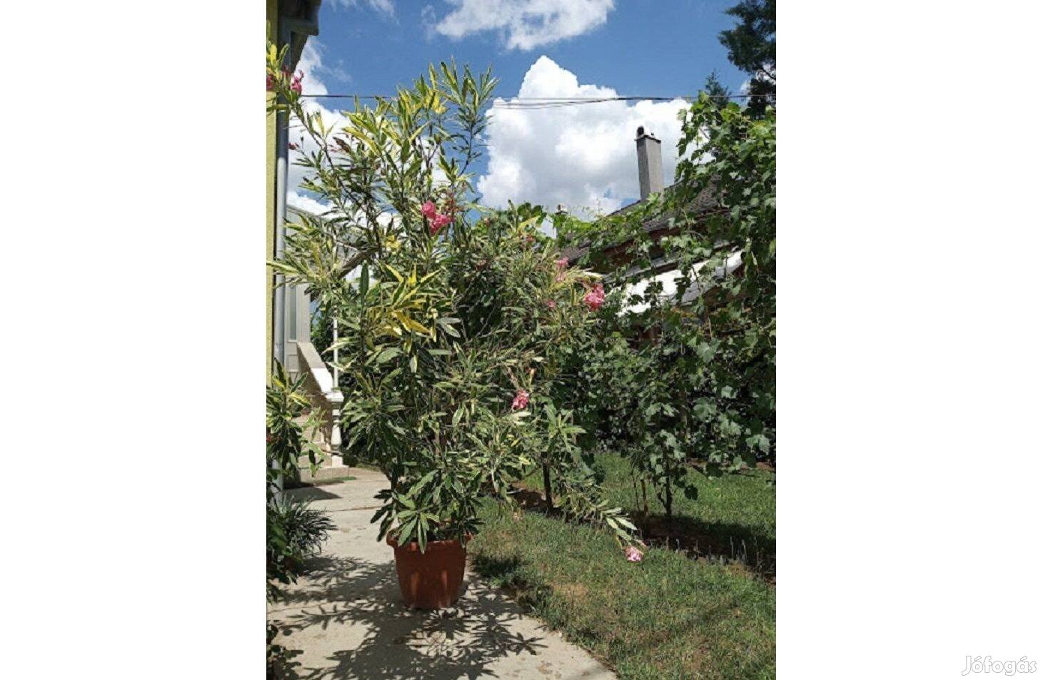 Leander, leanderek. Nyáron,virágzáskor a kert, balkon, terasz díszei