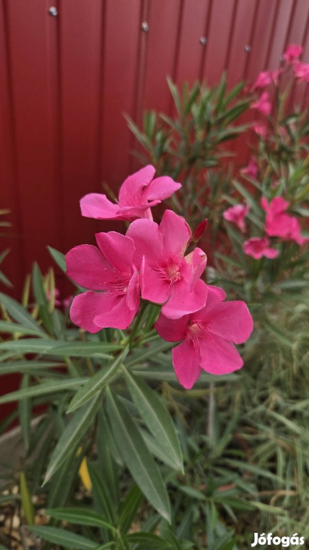 Leander, törzses, bokros 