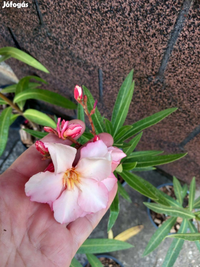 Leander dupla barackvirág szín