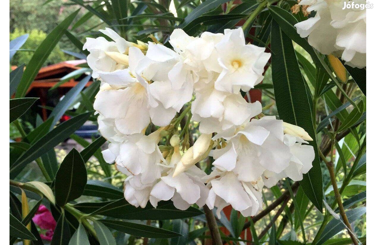 Leander fehér telt virágú - Nerium oleander - babérrózsa