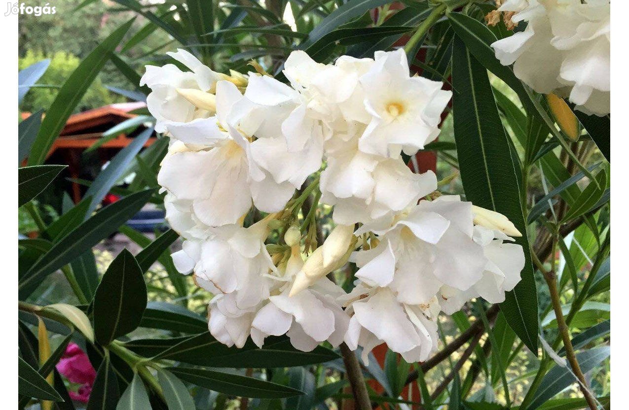 Leander fehér telt virágú - Nerium oleander - babérrózsa