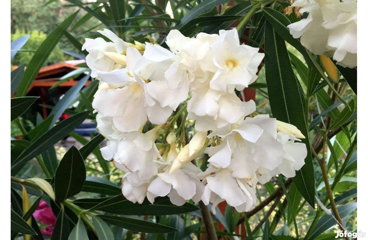 Leander fehér telt virágú - Nerium oleander - babérrózsa