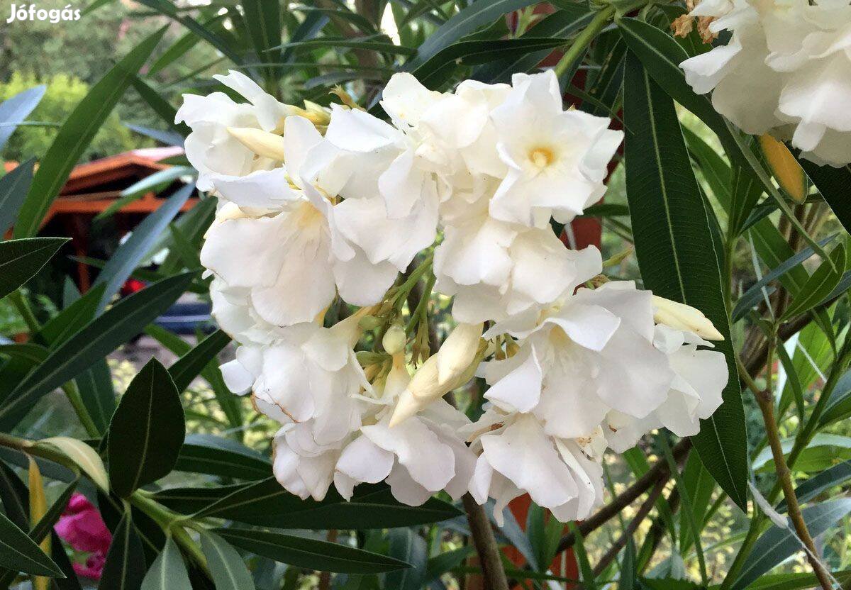 Leander fehér telt virágú - Nerium oleander - babérrózsa