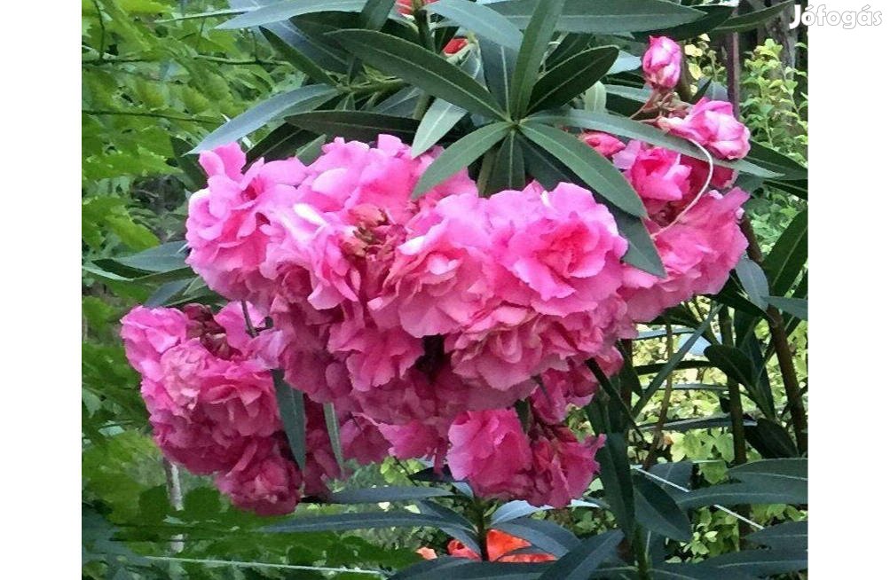 Leander rózsaszín telt virágú - Nerium oleander - babérrózsa