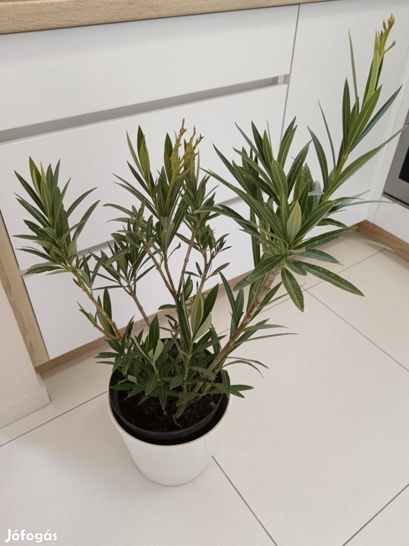 Leander teljes virágú fehér