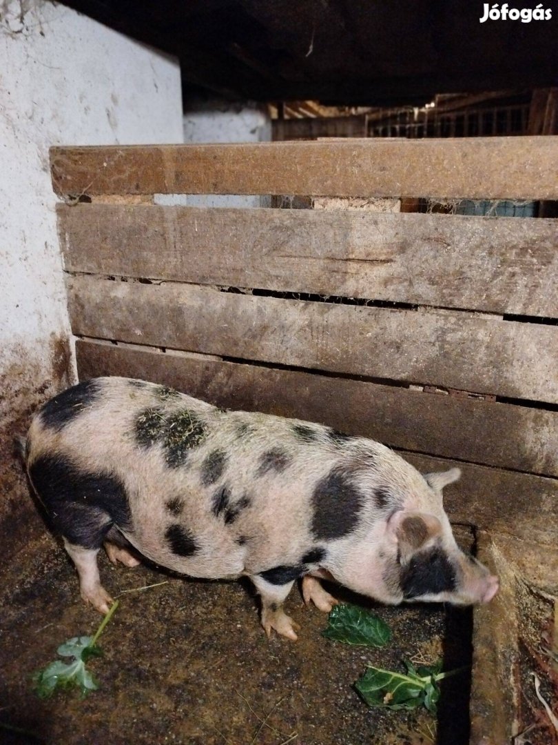 Lefoglalva Mangalica pietrain keverék