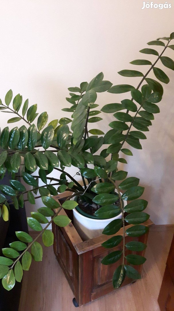 Legénypálma /Zamioculcas /