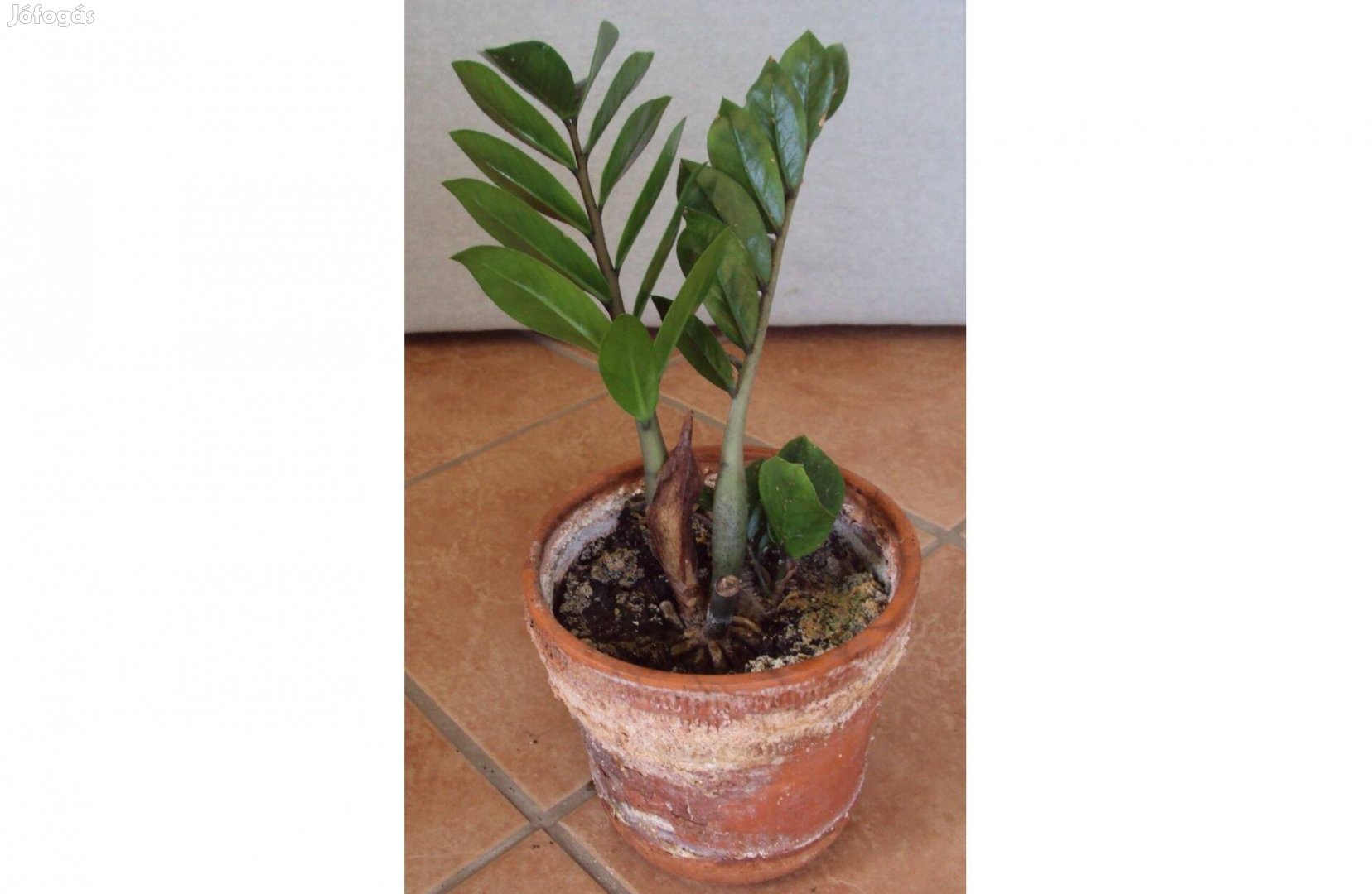 Legénypálma - Zamioculcas Zamiifolia