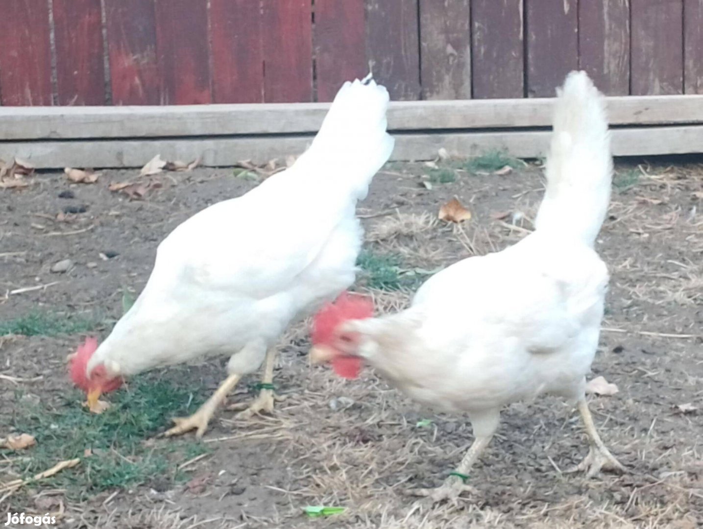 Leghorn 1 kakas 4 tyuk eladó!