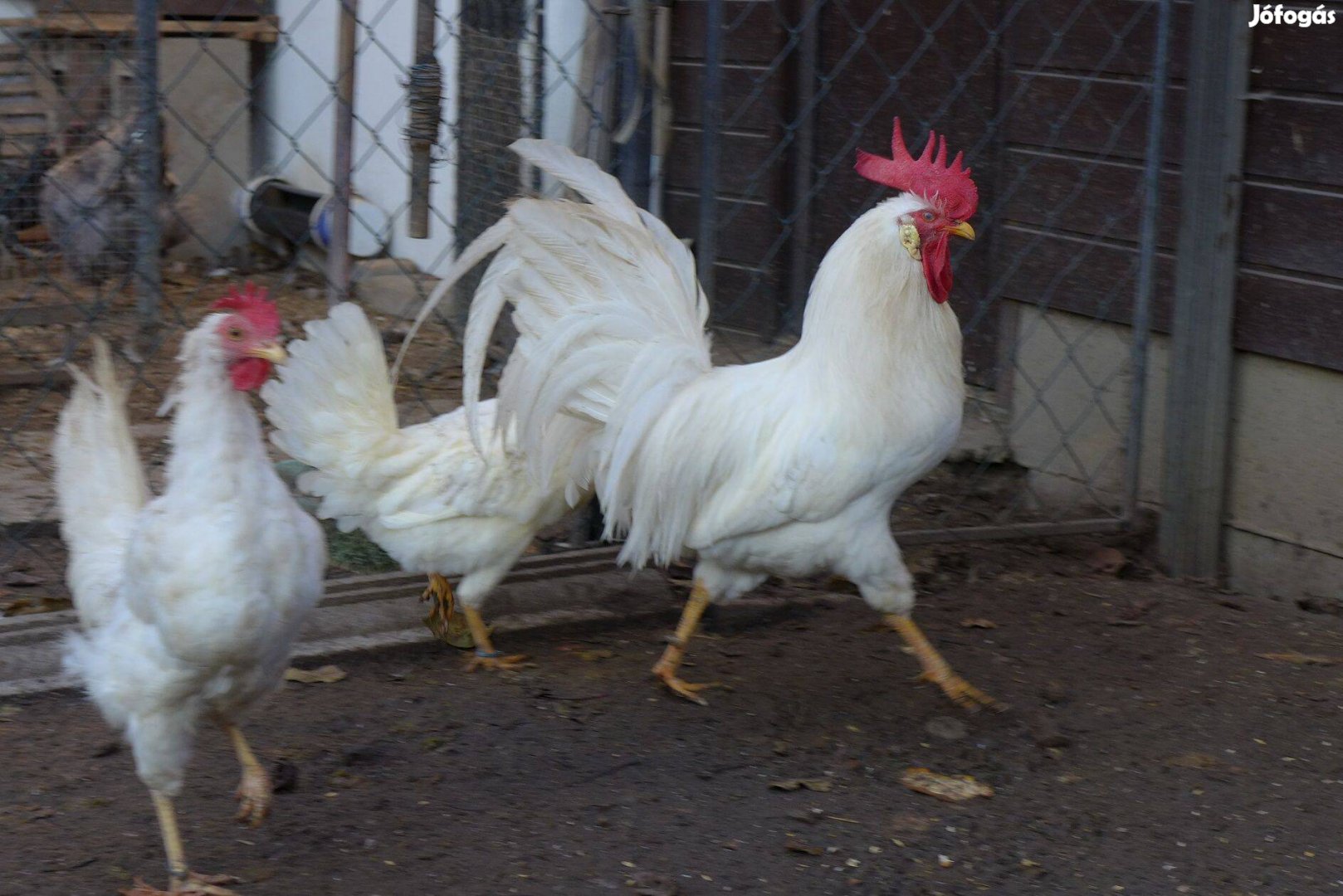 Leghorn csibe csirke naposcsibe